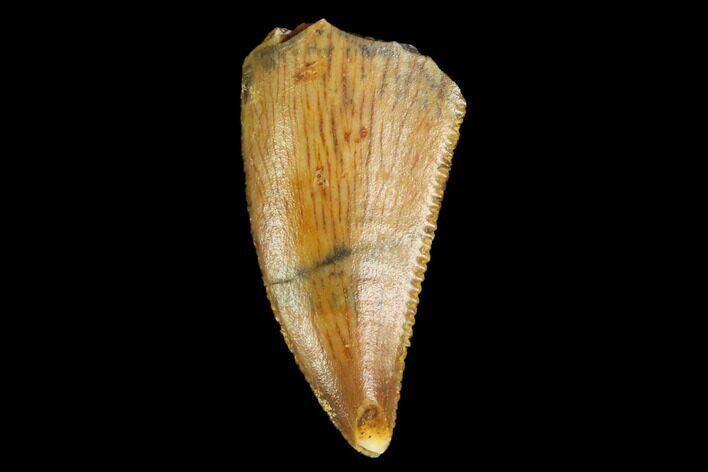 Serrated, Raptor Tooth - Real Dinosaur Tooth #124271
